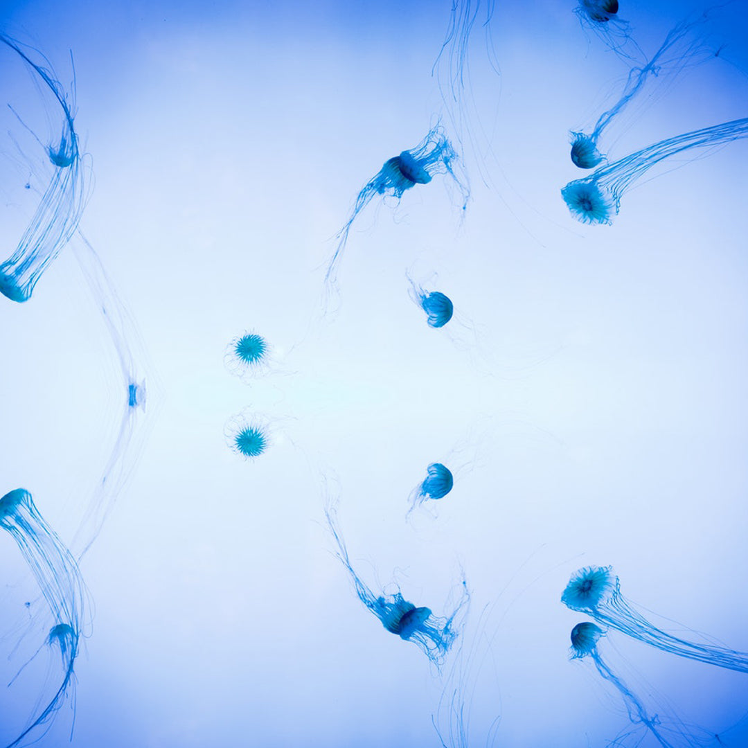 In the beginning there were Jellyfish.